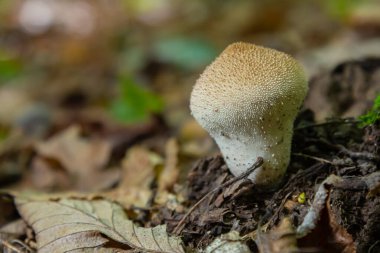 Lycoperdon perlatum mantarının detaylı bir görüntüsü, bilinen adıyla tütsülenmiş mantar, orman zemininde duruyor. Dokuları, yuvarlak şekli, yeryüzünün çevresiyle çelişiyor..