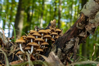Kozalaklı Tuft kozalaklı ölü odunlar üzerine uzmanlaşmıştır. Stipe 'lar sıklıkla bükülür ve dar kümeler halinde büyürler. Şemsiye büyüdükçe düzleşir..