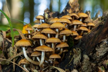 Kozalaklı Tuft kozalaklı ölü odunlar üzerine uzmanlaşmıştır. Stipe 'lar sıklıkla bükülür ve dar kümeler halinde büyürler. Şemsiye büyüdükçe düzleşir..