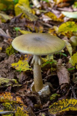 Düşen yapraklarla kaplı yemyeşil bir ormanda, Amanita citrina ve Amanita phalloides 'in özelliklerini gösteren bir mantar, değişen yeşilliklerin ortasında dimdik ayakta duruyor..