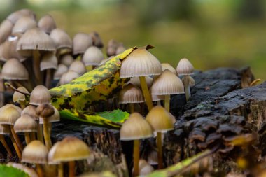 Psathyrella mantarları çürüyen odundan kümeler halinde ortaya çıkarken sonbahar yaprakları sonbahar ortamı için renk ve doku sağlar..