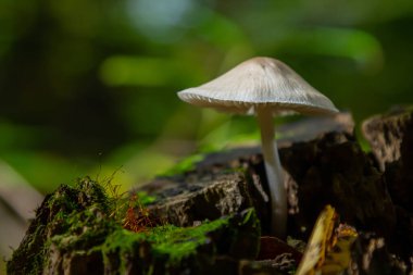 Canlı bir ormandaki yosun kaplı bir kütükten küçük, beyaz bir mantar çıkar. Güneş ışığı yaprakların arasından süzülerek doğada sakin bir atmosfer yaratır..