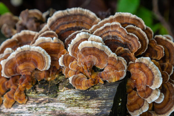 Mycena crocata and Hymenochaete rubiginosa appear on a decaying log, showcasing their unique textures and colors in a forest setting during morning hours.