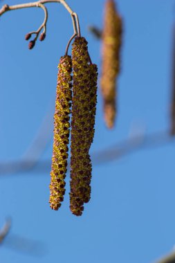 Siyah alnus glutinosa 'nın erkek catkins ve dişi kırmızı çiçekli küçük bir dalı. İlkbaharda çiçek açan kızılağaç. Güzel doğal arka plan. Temiz küpeler ve bulanık arka plan..