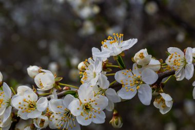 Mavi gökyüzünün altındaki ağaçtaki erik çiçeklerinin güzel dallarının seçici odak noktası, ilkbahar mevsiminde güzel Sakura çiçekleri, çiçek deseni, doğa arka planı..