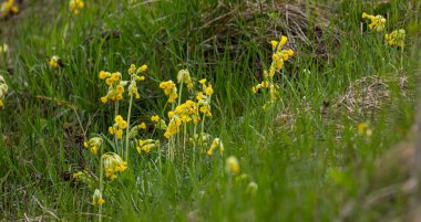 Sarı Primula veris inek ayağı, yaygın inek ayağı, yumuşak yeşil arka planda inek ayağı çuha çiçeği..