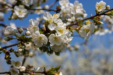 Mavi gökyüzünün altındaki ağaçta kiraz çiçeklerinin güzel dallarının seçici odak noktası, ilkbahar mevsiminde Sakura çiçekleri, çiçek desenleri, doğa arka planı..