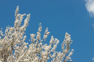 Mavi gökyüzünün altındaki ağaçtaki erik çiçeklerinin güzel dallarının seçici odak noktası, ilkbahar mevsiminde güzel Sakura çiçekleri, çiçek deseni, doğa arka planı..