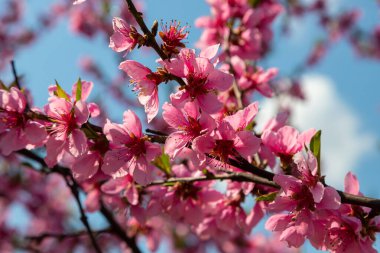 Şeftali ağacı, bulanık arkaplan. Baharda çiçek açan, pembe çiçekli bir ağaç. Bahar bahçesinin güzelliği, bahar konsepti.