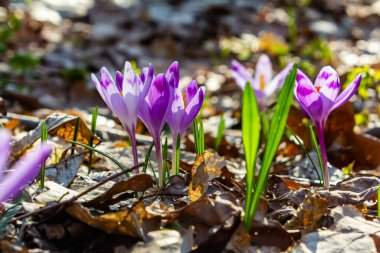 Crocus heuffelianus ya da Crocus vernus 'un dev krokusu ile kapatın. Ormanda açan mor çiçek..