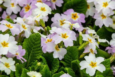 Bahar çiçekleri. Çiçek açan çiçekler ya da bahçedeki primula çiçekleri.