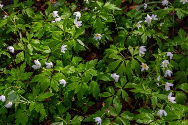 Bahar ormanındaki bir sürü yabani çiçek. Çiçekli güzellik, doğa, doğal. Güneşli bir yaz günü, parkta yeşil çimenler. Anemonoides nemorosa.