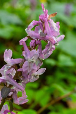 Ormanda ilkbaharda Corydalis çiçek açar..