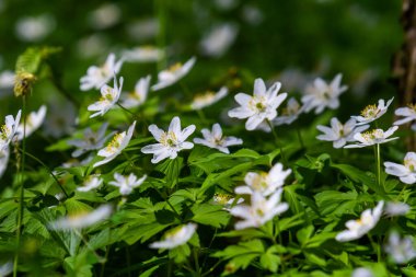 Bahar ormanındaki bir sürü yabani çiçek. Çiçekli güzellik, doğa, doğal. Güneşli bir yaz günü, parkta yeşil çimenler. Anemonoides nemorosa.