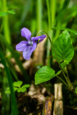 Viola odorata. Kokulu olsun. İlkbaharda açan mor çiçek ormanı. İlk bahar çiçeği, mor. Vahşi menekşeler.
