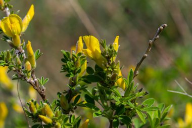 Chamaecytisus ruthenicus blooms in the wild in spring.