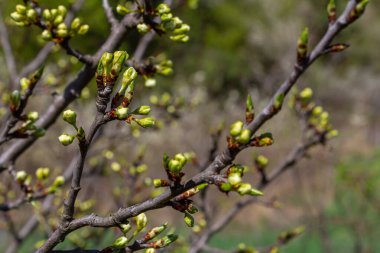 Buds prunus avium, yaygın olarak yabani kiraz, tatlı kiraz, gean veya kuş kirazı olarak bilinir. Bütçe. İlkbahar.
