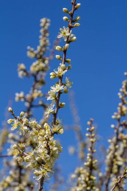White plum blossom, beautiful white flowers of prunus tree in city garden, detailed macro close up plum branch. White plum flowers in bloom on branch, sweet smell with honey hints.