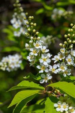 Seçici odak fotoğrafı. Kuş kiraz ağacı, erik yaprağı çiçek açıyor..