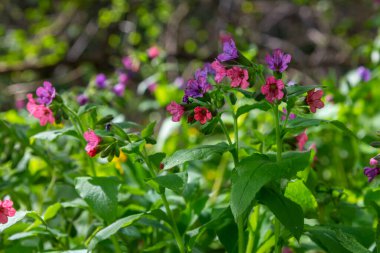 Yeşil yapraklar üzerinde canlı ve parlak pulmonarya çiçekleri yakın plan.