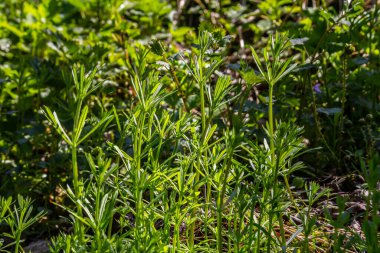 Cleavers Galium aparini geleneksel tıpta idrar söktürücü, lenf sistemi bozukluklarının tedavisinde ve detoksifikatör olarak kullanılmıştır..