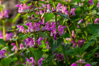 Benekli, ölü lamium maculatum pembe çiçekleri. Bahçedeki şifalı bitkiler.