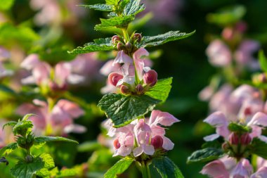 Benekli, ölü lamium maculatum pembe çiçekleri. Bahçedeki şifalı bitkiler.