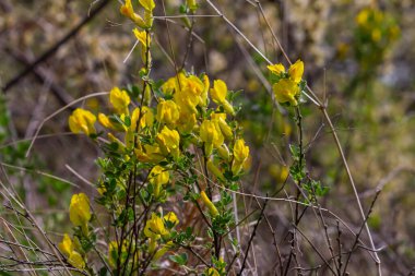 Chamaecytisus ruthenicus blooms in the wild in spring.