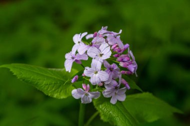 İlkbaharda, Lunaria rediviva ormanda doğada çiçek açar..