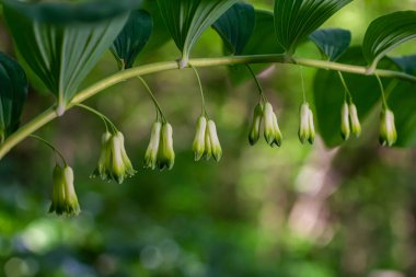 Polygonatum multiflorum flower in meadow, close up .