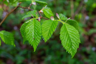 Parlak yeşil boynuz direği gökyüzünün önünde yapraklar yapar. Orman doğası geçmişi.