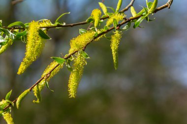 Altın söğüt ağaçlarının yakın çekimi bahar rüzgarında hafifçe sallanıyor. Güneş ışığı onların canlı rengini ve narin dokusunu güçlendirir. Baharın ilk zamanlarındaki güzelliği vurgular..