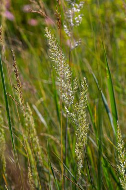 Rüzgarda açan dağ yosunu..