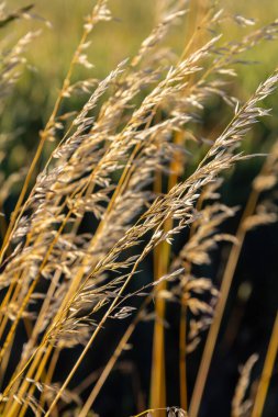 Poa trivialis rough bluegrass, ABD 'de süs bitkisi olarak kabul edilen uzun ömürlü bir bitkidir. Çimen ailesinin bir parçası..