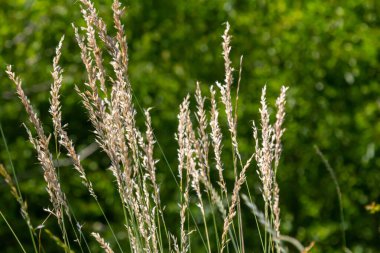 Rüzgarda açan dağ yosunu..