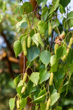 Yaz arkaplanı bir huş dalı ve güneş tarafından aydınlatılmış küpeler. Sarkık küpeli yeşil huş ağacı yaprakları.