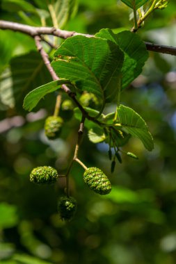 Yeşil ve kahverengi alder konileri, alder catkins ve yeşil yapraklar.