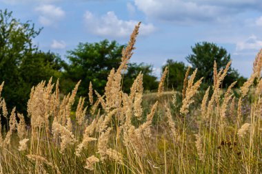 Çayırdaki küçük kamışlı Calamagrostis epigejos 'un enfeksiyonu..