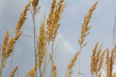 Çayırdaki küçük kamışlı Calamagrostis epigejos 'un enfeksiyonu..