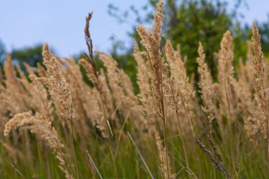 Çayırdaki küçük kamışlı Calamagrostis epigejos 'un enfeksiyonu..