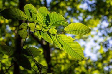 Ulmus pumila kertenkele yaprakları seçici odak noktası, Avrupa boynuz ışını veya karpinus betulus bahçede, yoğun bir çit oluşturan küçük yapraklı bitki, güneş ışığı ile yeşil yaprak deseni, doğa arka planı.