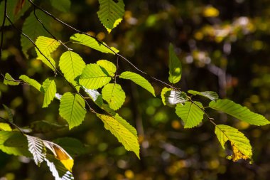 Ulmus pumila kertenkele yaprakları seçici odak noktası, Avrupa boynuz ışını veya karpinus betulus bahçede, yoğun bir çit oluşturan küçük yapraklı bitki, güneş ışığı ile yeşil yaprak deseni, doğa arka planı.