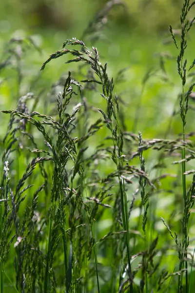 Çayırlarda, yabani otların arasında Poa büyüyor..
