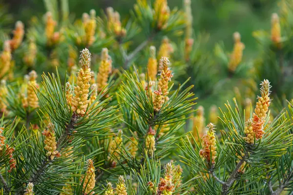 Pinus çam ağacının ovoid ve portakal filizlerinin seçici odak noktası ve bulanık arka planı olan yeşil iğneler..