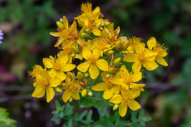 Aziz Johns otunun çiçekleri, Hypericum perforatum,