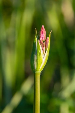 Foto butomus umbellatus çiçek burchardia, makro fotoğraf, orman suyu zambağı çiçeği, yaz baharı, botanik, arka plan pembesi.
