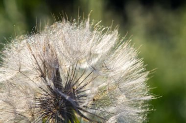 Keçi sakalı, Tragopogon pratensis, çiçek tohumu başı tüylü tohumlar ve bulanık yapraklardan oluşan bir arka plan..