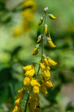 Lembotropis Nigrican 'lar doğada yetişir. Cyni Süpürgesi Çalı üzerinde sarı çiçeklerin narin bir dalı.