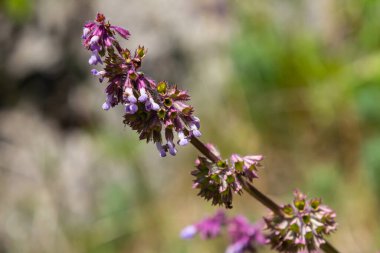 Mor leylak çayı. Kulübe bahçesinin doğal sınırında güzel bir süs bitkisi. Salvia verticillata - Mor Yağmur.