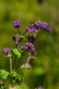 Mor leylak çayı. Kulübe bahçesinin doğal sınırında güzel bir süs bitkisi. Salvia verticillata - Mor Yağmur.